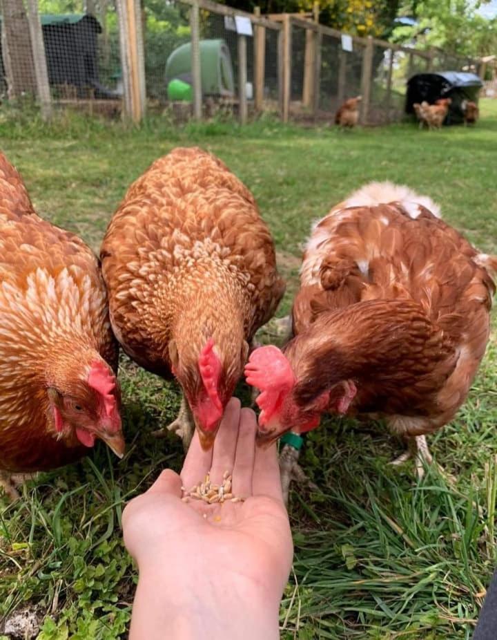 Hedgehog Lodge Colwall 외부 사진